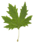 feuille de platane